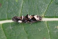 Mompha conturbatella