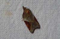 Acleris laterana