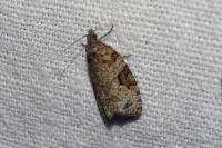 Apotomis semifasciana
