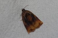 Archips podana