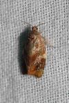 Ditula angustiorana