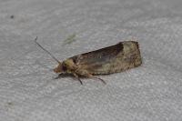 Epinotia solandriana