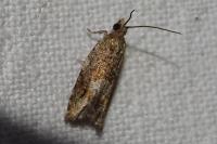 Ancylis