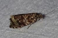 Celypha rivulana