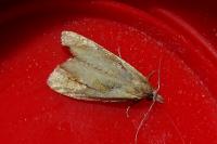 Phtheochroa inopiana