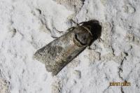 Cossus cossus