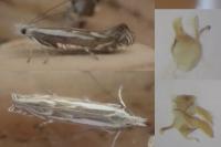 Isophrictis lineatella