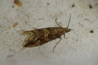 Bactra furfurana