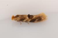 Bucculatrix ulmella
