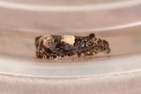 Epiblema