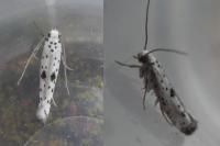 Yponomeuta plumbella