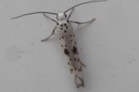 Yponomeuta plumbella
