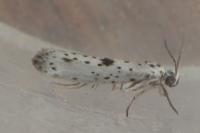 Yponomeuta plumbella