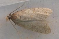 Isotrias stramentana