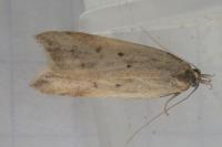 Dichomeris limosella