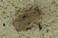 Agonopterix arenella