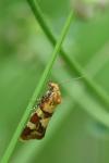 Aethes tesserana