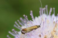 Nemophora metallica