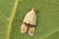 Odites kollarella