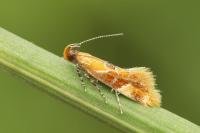 Epicallima formosella