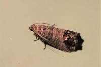 Cydia pomonella