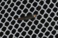 Coleophora alcyonipennella