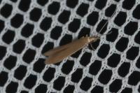 Coleophora caespititiella