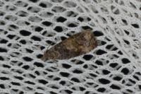 Endothenia