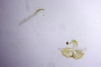Coleophora alcyonipennella