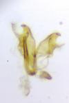 Coleophora caespititiella