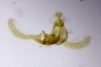 Endothenia