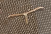 Emmelina monodactyla