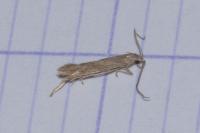 Coleophora texanella