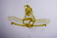 Cnephasia stephensiana