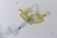 Coleophora texanella