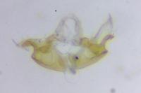 Coleophora texanella
