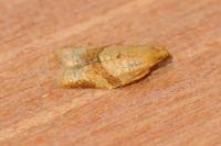 Clepsis consimilana