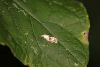 Aethes cnicana