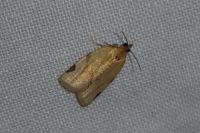 Paramesia gnomana