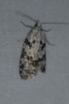 Eana penziana