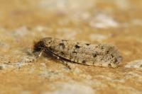 Ateliotum petrinella