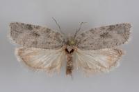 Acleris roscidana
