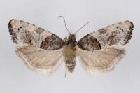 Phaneta pauperana
