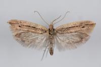 Ypsolopha ustella