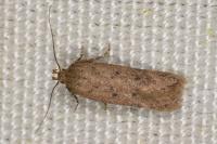Bryotropha terrella