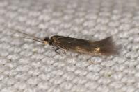 Bucculatrix nigricomella