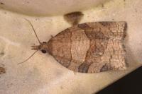 Pandemis dumetana