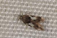 Teleiodes luculella