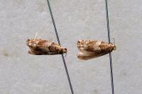 Gypsonoma minutana