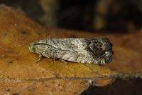 Cydia splendana